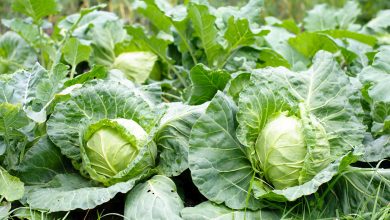 Cabbage Cultivation in India with Essential Guidelines