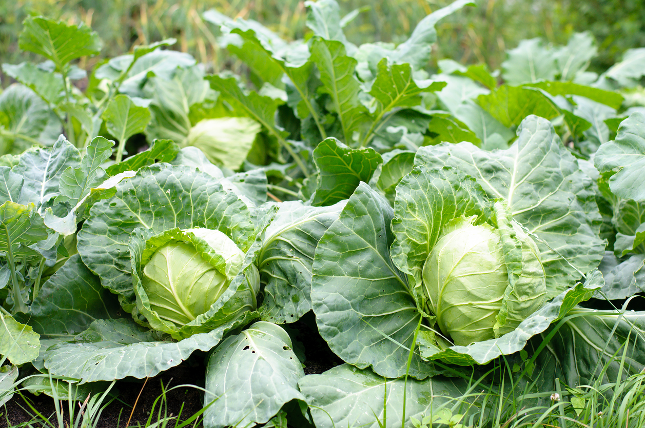 Cabbage Cultivation In India With Essential Guidelines