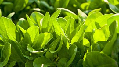 Spinach Cultivation