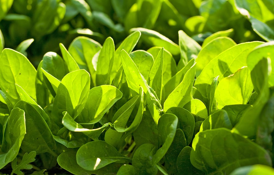 spinach-cultivation-in-india-how-to-grow-spinach