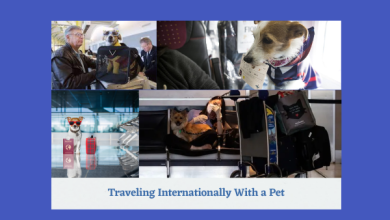 Traveling Internationally With a Pet