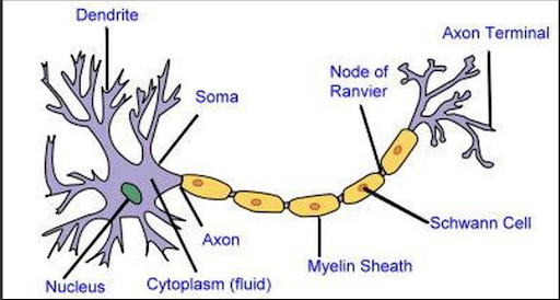 Diagram of a Neuron