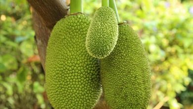 Tips for Jackfruit Cultivation In India With Advanced Features