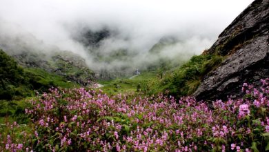 Flower Valleys In India