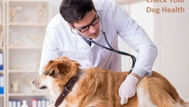 How Can You Check Your Dog's Health And Ensure Its Good Future?