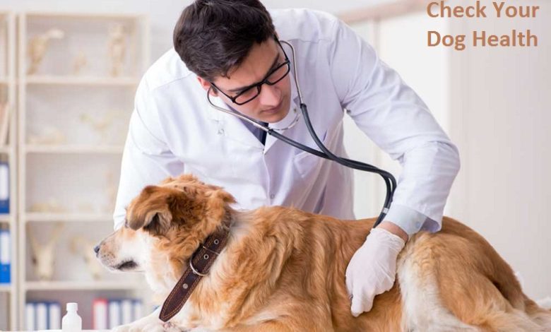 How Can You Check Your Dog's Health And Ensure Its Good Future?