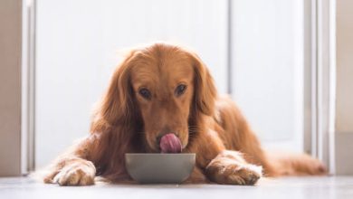 Golden Retriever eating