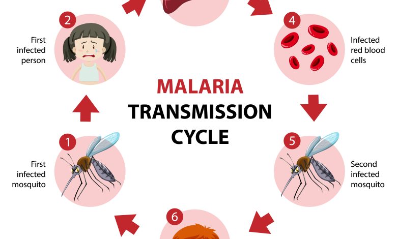 Malaria Transmission Cycle