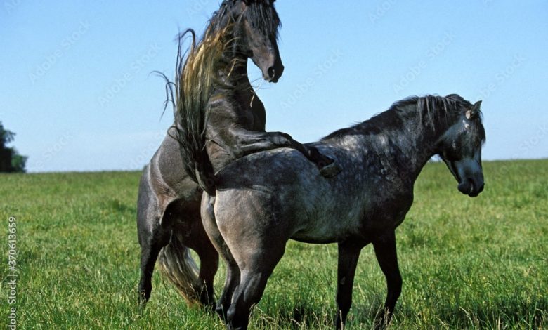 horse mare