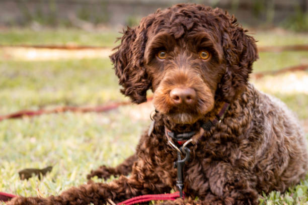 Australian Labradoodle Breeders