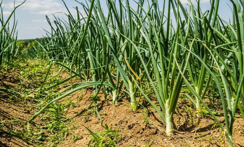 Weed Management in Onion Crop